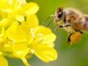 #AVAAZ #Ecologie pays tuent plan sauvetage abeilles