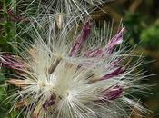 Chardon crépu (Carduus crispus)