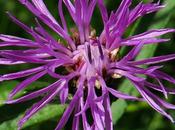 Centaurée jacée (Centaurea jacea)