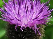 Centaurée noire (Centaurea nigra)