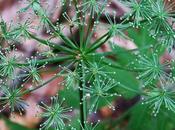Cerfeuil hérissé (Chaerophyllum hirsutum)