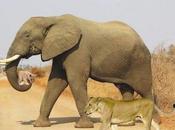 [Hoax] L'éléphant lionceau