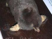 taupe, trois bibliothécaires, demi-douzaine financiers