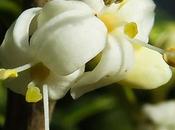 Houx (Ilex aquifolium)