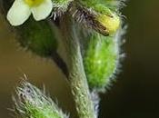 Myosotis versicolore (Myosotis discolor)