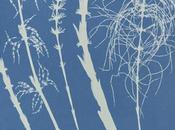[PHOTOGRAPHIE] herbiers cyanotypes datant 1842