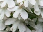 Orchis pyramidal albiflore (Anacamptis pyramidalis albiflora)