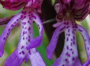 Orchis hybrida