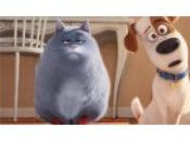 Comme Bêtes Snowball nouveau chiot teasent suite