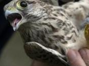 Chasse porte plainte auprès Commission européenne