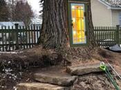 arbre centenaire devient superbe bibliothèque