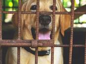 Combien temps maximum chien peut-il rester dans cage