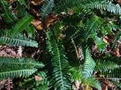 Blechnum (Blechnum spicant)