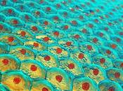 ÉPIDERMISATION régénération tissulaire véritable rapport forces entre cellules