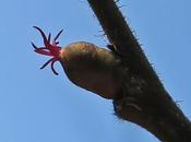 Noisetier (Corylus avellana)