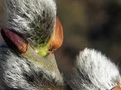 Saule marsault (Salix caprea)