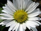 Pâquerette (Bellis perennis)