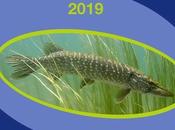 Ouverture 2019 carnassiers dans Nièvre samedi