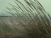 n'est l'eau camarade