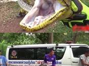 Thriller Thaïlande: python géant kilos mangeur chat