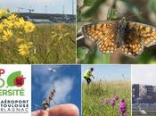 HOP! Biodiversité révèle biodiversité méconnue l’Aéroport Toulouse-Blagnac