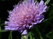 Knautie champs (Knautia arvensis)