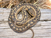 pote serpent