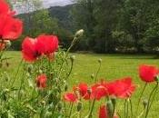 Carnet rythme coquelicots