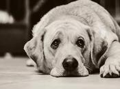 Quelles races chiens supportent mieux solitude