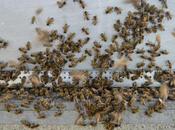 Pendant récolte miel, apiculteurs doivent être vigilants…et responsables