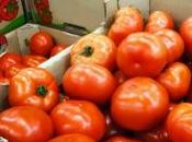 Serres chauffées veulent changer saisonnalité tomate