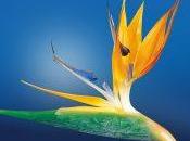 coquecigrue autres noms volants