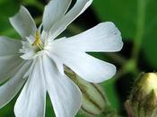 Compagnon blanc (Silene latifolia subsp. alba)