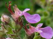 Germandrée petit-chêne (Teucrium chamaedrys)