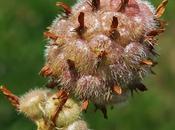 Trèfle fraise (Trifolium fragiferum)