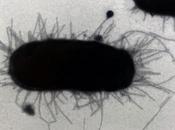 COLI superbactérie cachait dans votre intestin