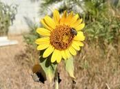 2ème dernier TOURNESOL l'été