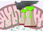 VIEILLISSEMENT stress oxydatif affole mitochondries