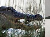 Info bière Pour plaisir, obligent alligator boire faire piquer Houblon