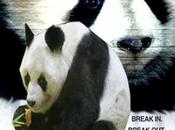 Panda Break Bonus