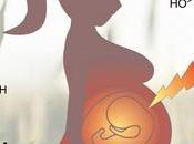POLLUTION bébés déjà submergés utero, d'estrogènes environnementaux