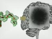 MÉDICAMENTS CERVEAU passage poil travers barrière hémato-encéphalique