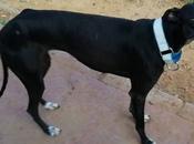 Anita petite levrier galga d'Espagne ans, robe noire adopter l'association chiens galgos