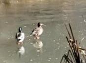 Canards patineurs