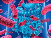 Microbiote fabuleux pouvoirs ventre