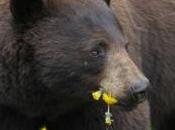 Embrasse l'ours Marc Graciano