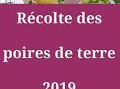 récolte 2019 poires terre (vidéo)