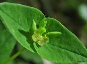 Euphorbe douce (Euphorbia dulcis)