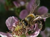 Ronce (Rubus sp.)