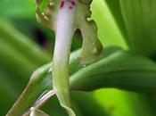 Orchis bouc (Himantoglossum hircinum)